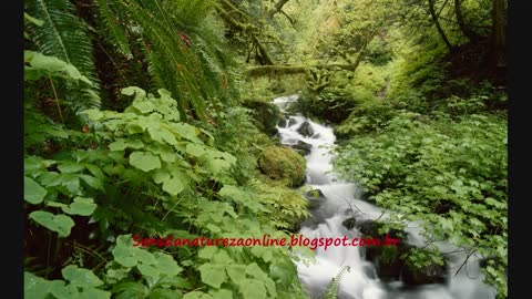 Music to Relax and Nature Sounds - SOUND OF WATER AND PIANO