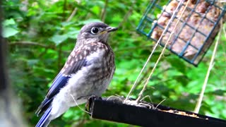 Baby Bluebird