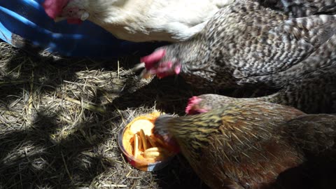 Chickens try smoky tomato hummus.