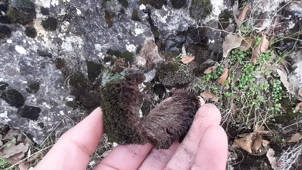 lichen!