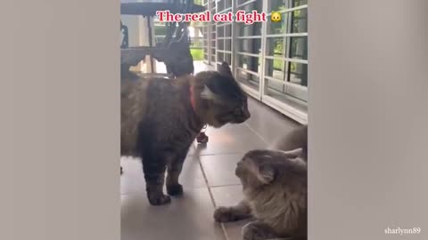 Funniest cat video