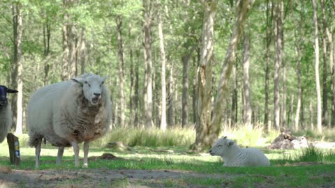 Sheep is chewing his food and making a funny face at the camera.