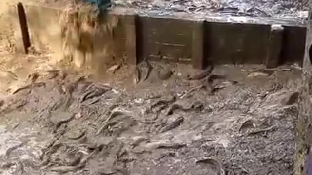 I brought local fish for farming