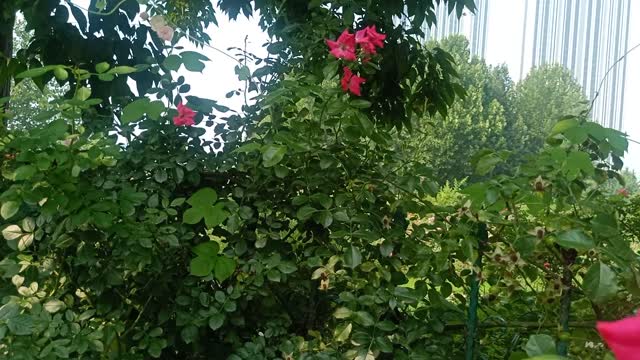 The color of this rose tree is so red