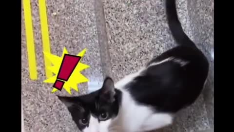 Short Videos Funny, Cat Clever so lovely