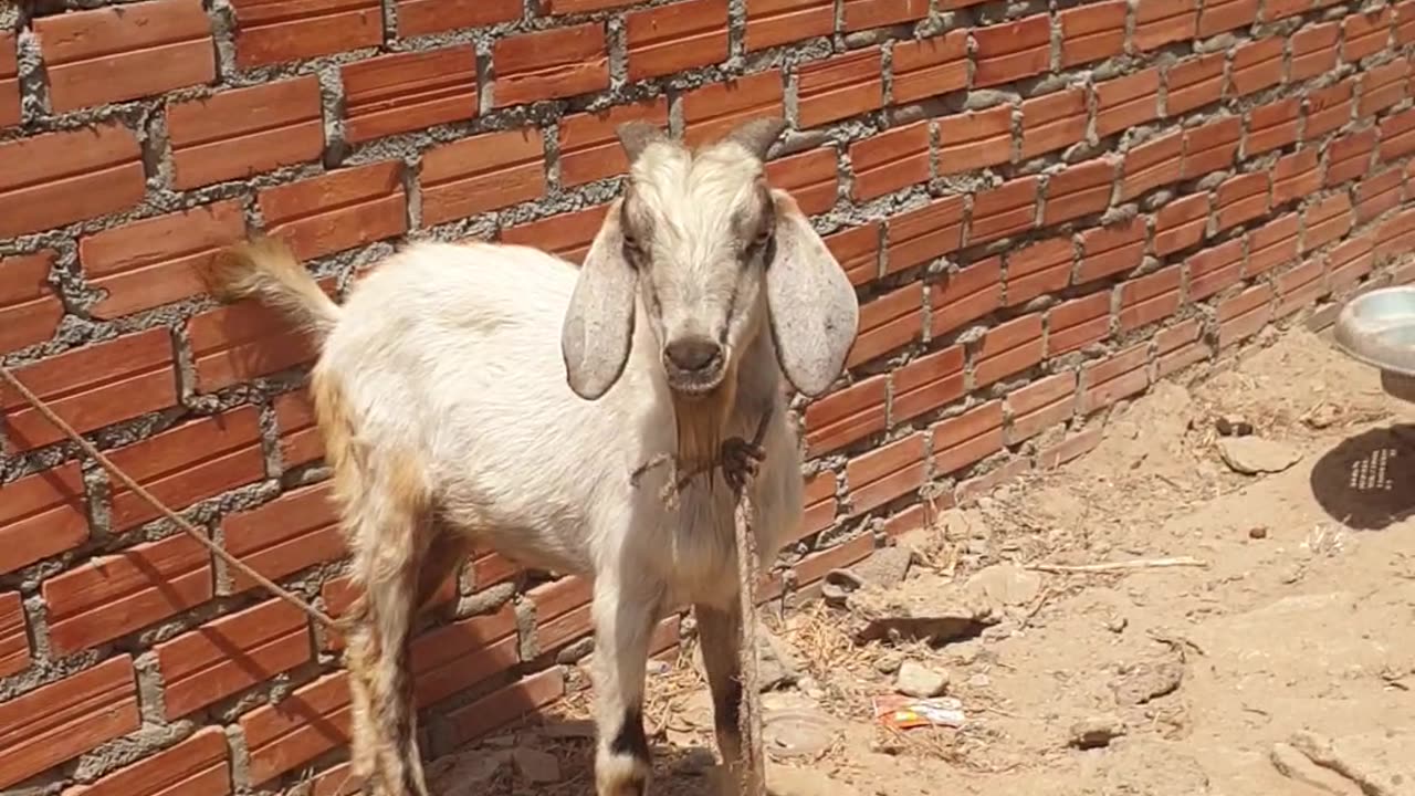 goat running to go out Ep6