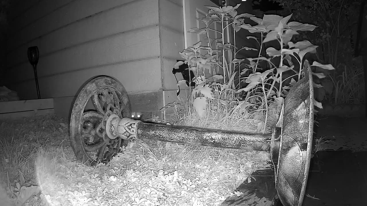 Raccoon Knocks Over A Birdbath