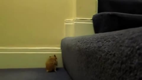 the hamster climbing up stairs