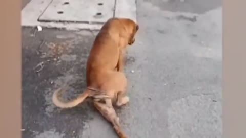 Funny dog dance 🐶