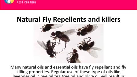 Fly Extermination Brisbane