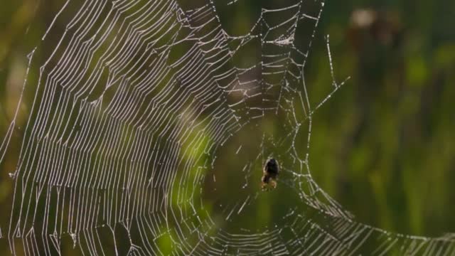 close-up-of-spider-webs