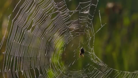 close-up-of-spider-webs