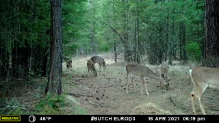 Deer Food Aggression