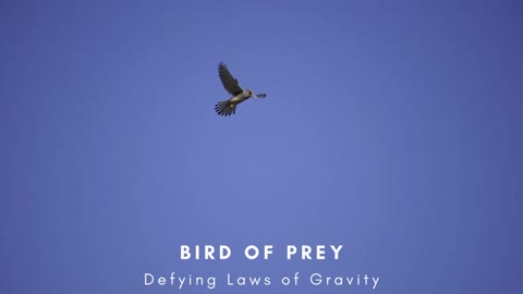 Bird of Prey Defying Laws of Gravity