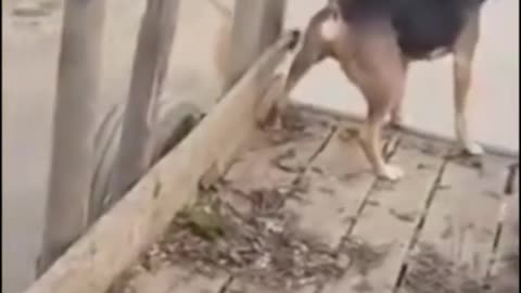 Dog honest fight