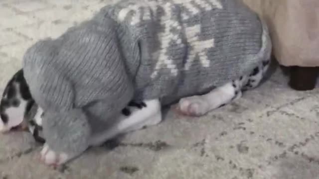 A puppy’s first sweater