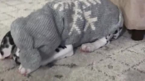 A puppy’s first sweater