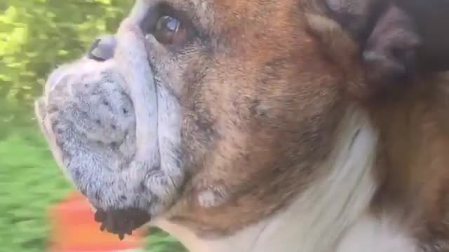 Music brown dog sticking head outside window
