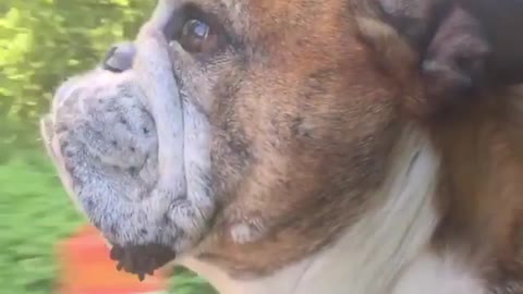 Music brown dog sticking head outside window