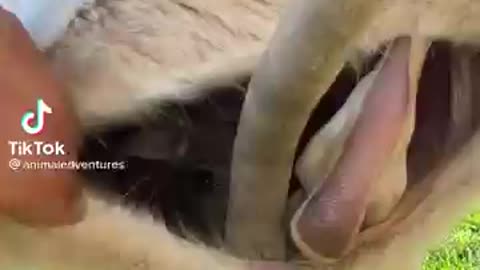 Easternb grew kangaroo pocket !!!