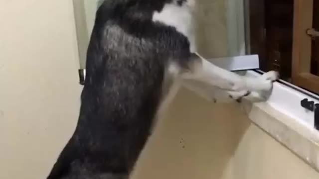 Cute dog stand near window and looking down