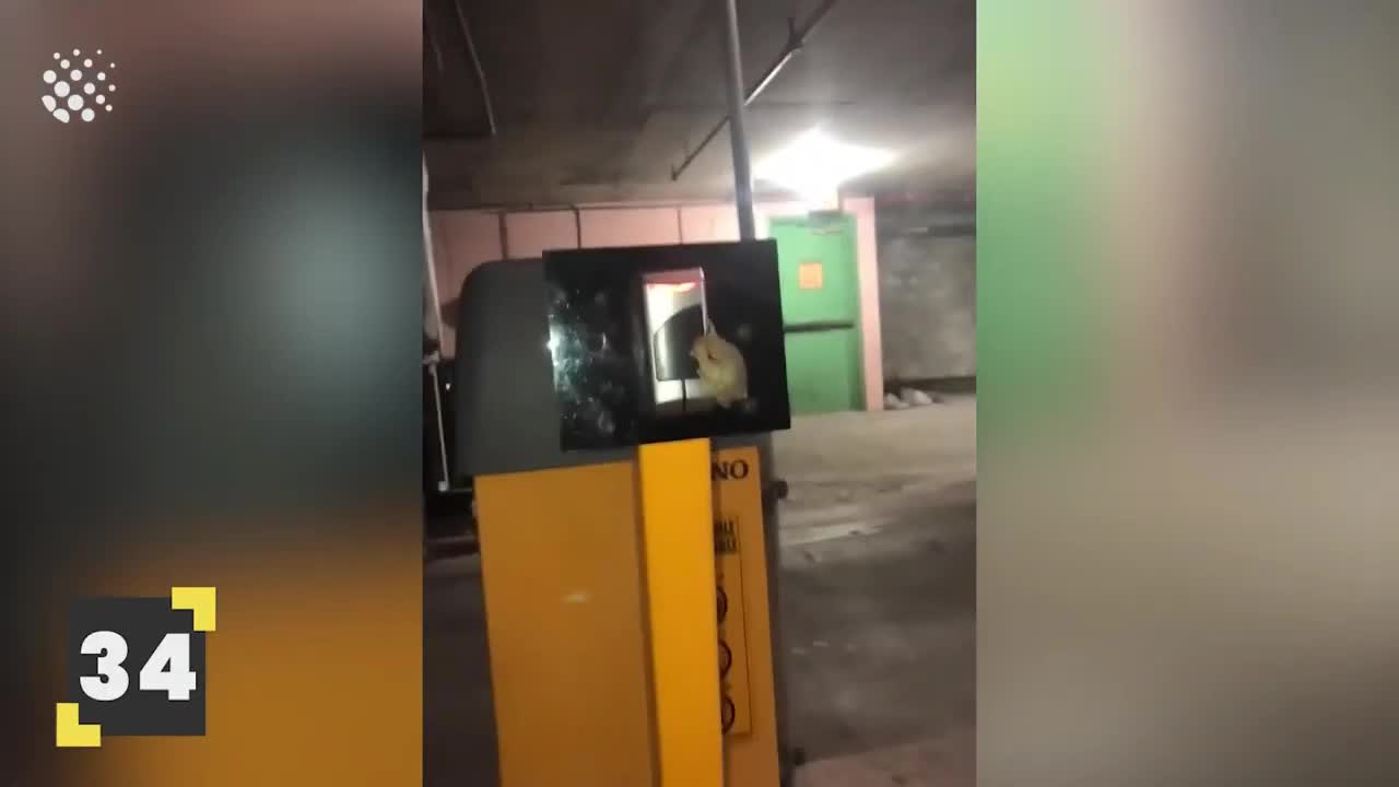 Frog Jumps in Car When Driver Tries to Pay for Parking