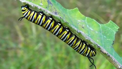 Monarch Butterfly Caterpillar