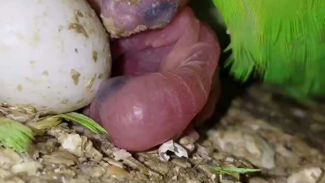 The first chick out of a budgie's egg