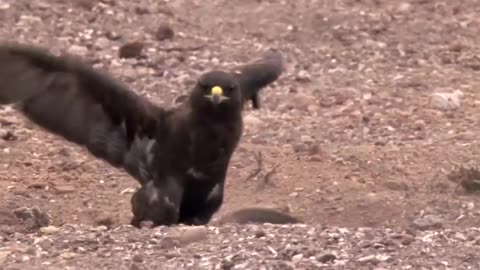 Eagle Lifts a Monkey Into The Air