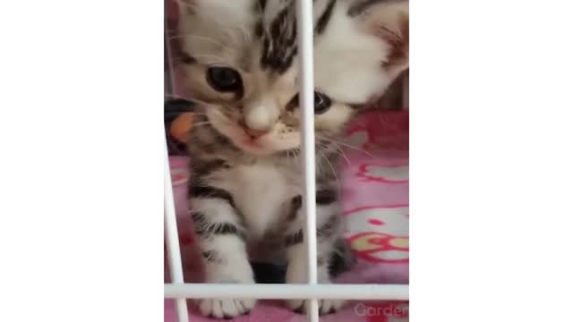 Cute Pets And Funny Animals Compilation