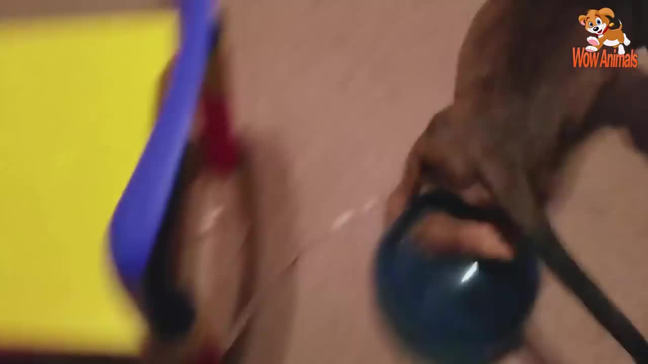 Cute Is Not Enough 😍 Funny Cats and Dogs Videos Compilation #15