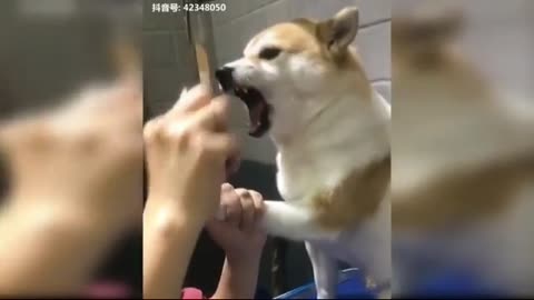 Dog funny😂reaction | baby dog clip | dog funny | funny animal | funny videos | funny videos