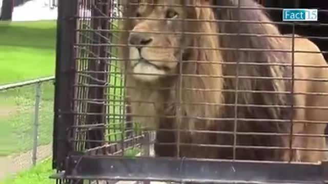 Dog entertainment and funny video