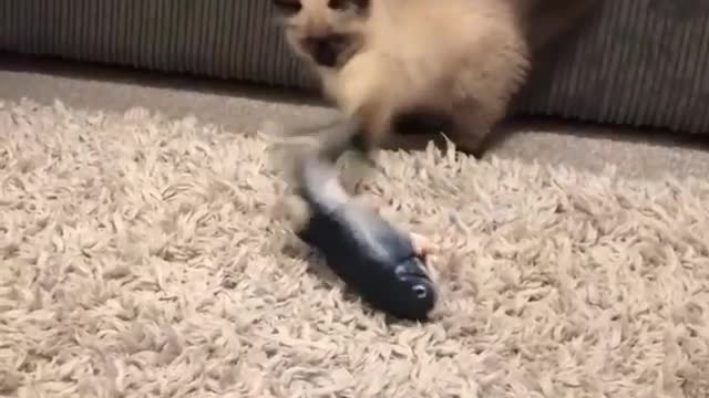 how funny ๐ Thereโs something fishy about this new toy mummy ๐