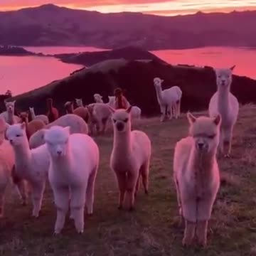 Herd Of Alpacas Enjoy Magnificent Sunset
