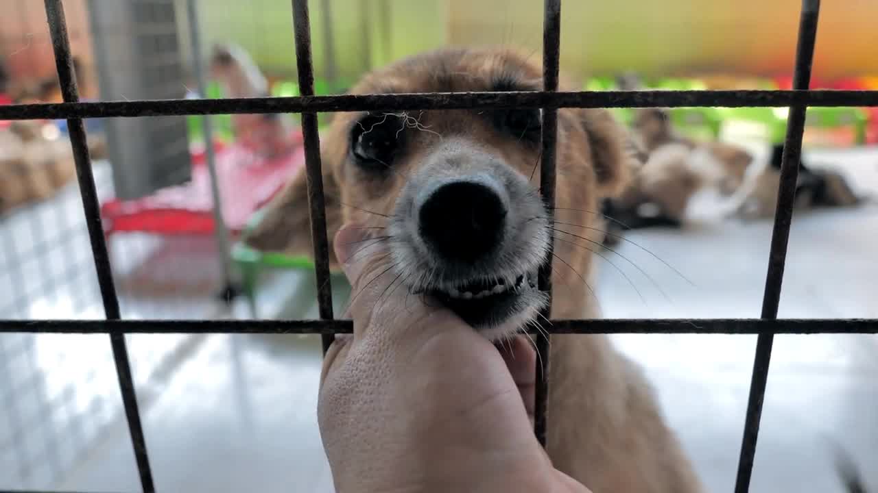 male hand petting caged stray dog in pet shelter. People, Animals