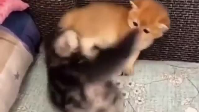 They have a little play date / funny baby cats 😁 / Kitty fun