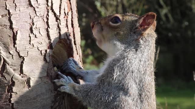 Squirrel Eating From Tree Trunk