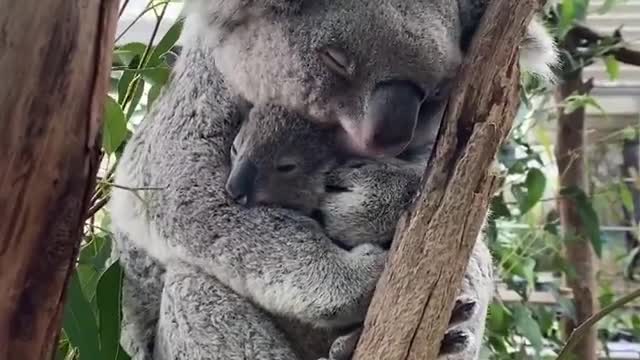 The cutest thing you’ll see today! 🐨