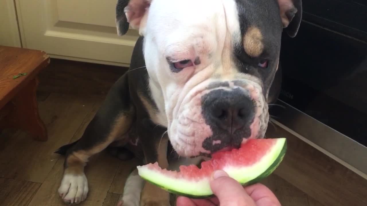 Bulldog puppy takes gentle bites of his watermelon treat