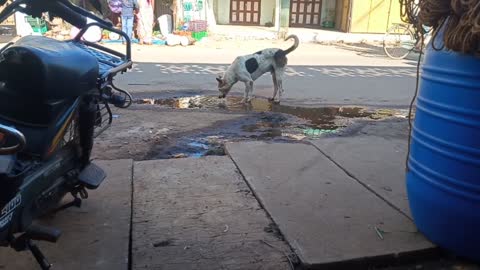 Indian Dog Water Drinking Style