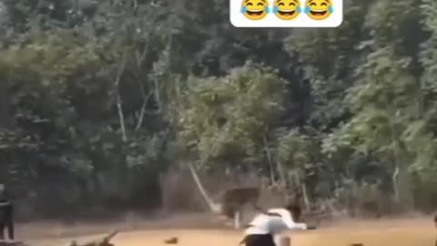 🤣😹 Funny animal videos 😹🤣