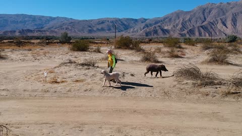 Borrego Springs Drone - Galleta Meadows