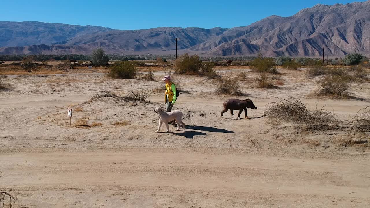 Borrego Springs Drone - Galleta Meadows