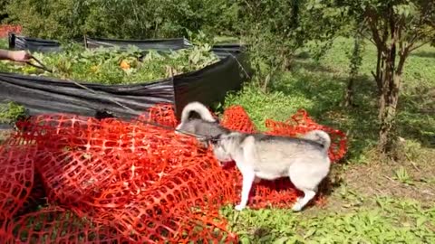 Husky repeatedly pulls off flawless fox impression