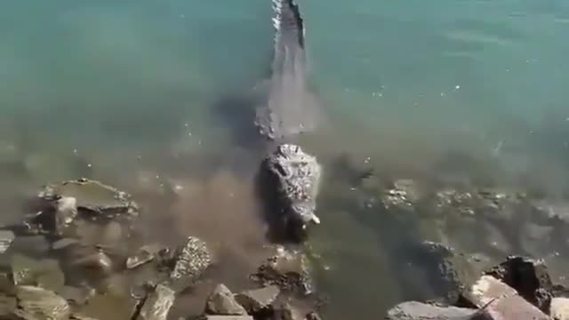 giant alligator makes sudden meals and scares tourists