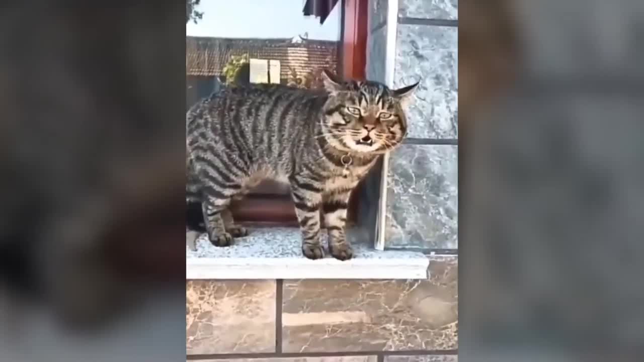 Cats talking !! these cats can speak english better than hooman