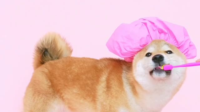 Funny dog#cutedog
