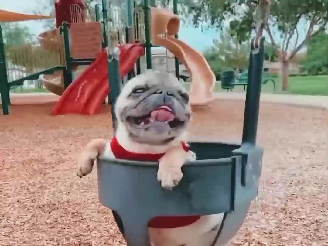 dog stylish way enjoy with swing