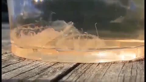 Swimming with Missouri fresh water Jellyfish